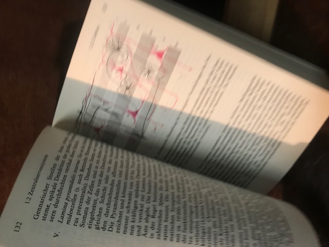 Taschenbuch der Anatomie, Voss