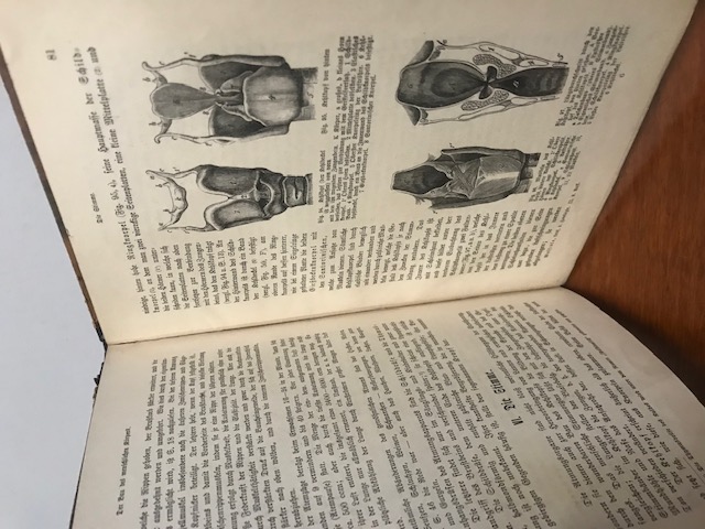Leitfaden der Zoologie, 1901