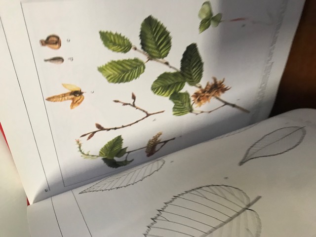 Lexikon der Baum- und Straucharten