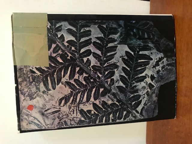 Das große Fossilienbuch, Daber
