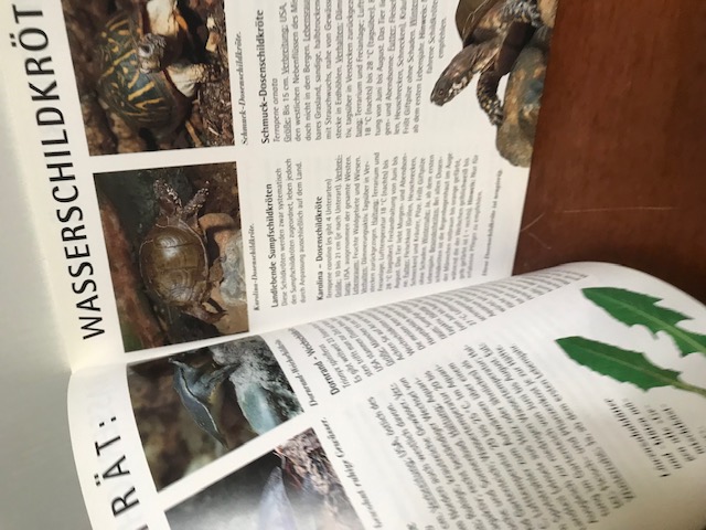 Wasserschildkröten, Wilke