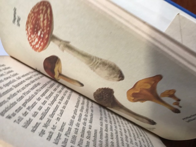 Ein JAhr in der Natur , Klopfer