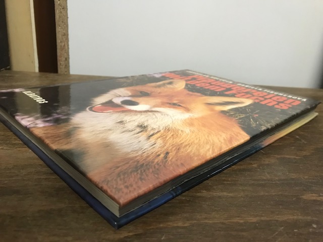 Plaudereien mit dem Fuchs
