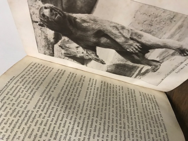 Tiere im Zoo, Meyer 1924