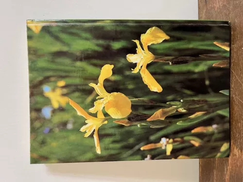 Sumpf- und Wasserpflanzen, Schuster,Sommer