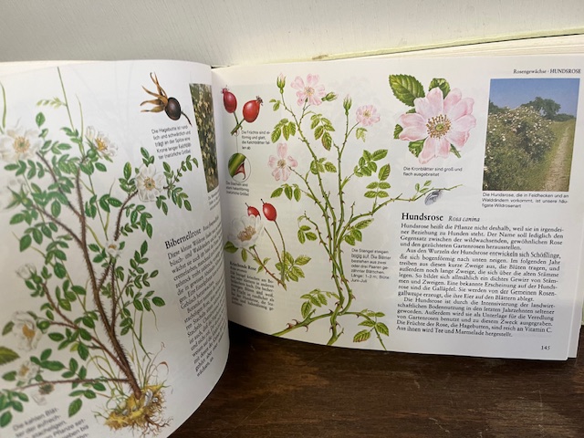 Wildpflanzen Mitteleuropas