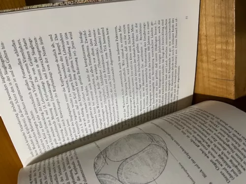 Schritt um Schritt, Schmidt