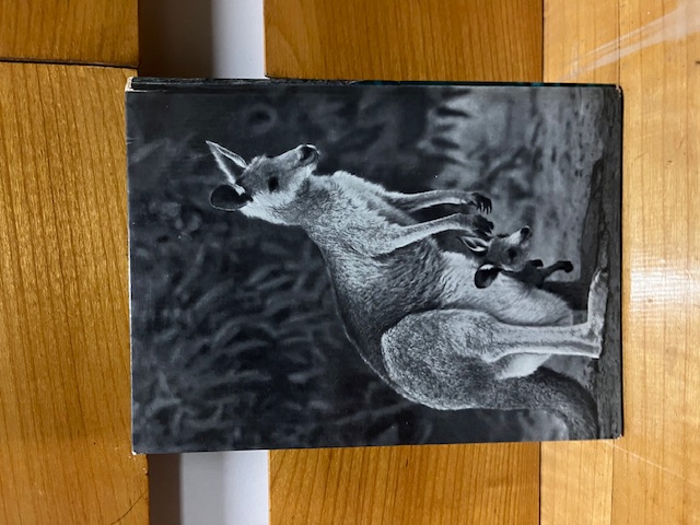 Teddy La petit Koala