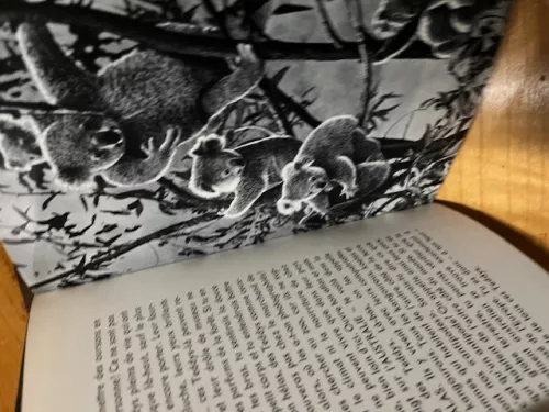 Teddy La petit Koala