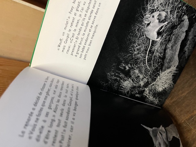 Goupil apprenti chasseur