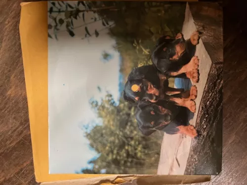 Maxi LP Crazy little thing called love Tonpress