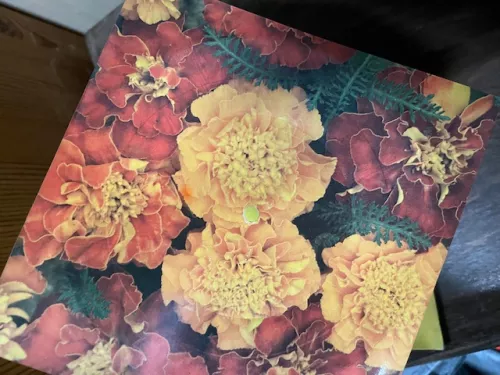 Maxi LP Forever in Blue Jeans, Tonpress